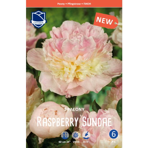 Pion, Raspberry Sundae
