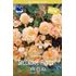 Begonia, Häng, Splendide Apricot