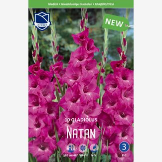 Gladiol, Natan