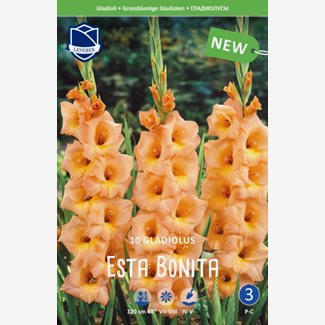 Gladiol, Esta Bonita