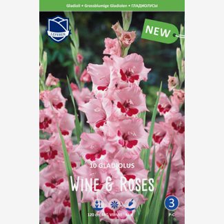 Gladiol, Wine & Roses