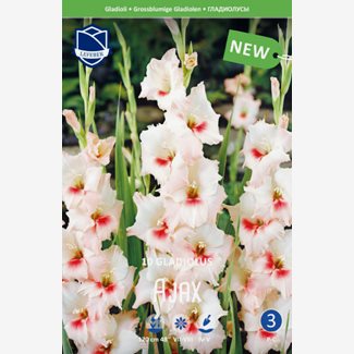 Gladiol, Ajax