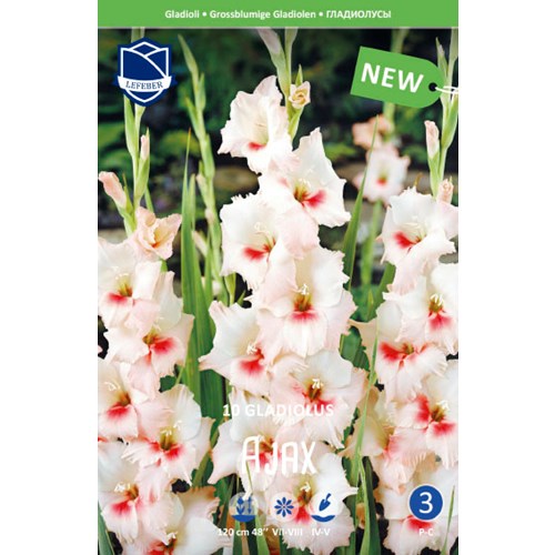 Gladiol, Ajax