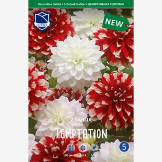 Dahlia, Temptation