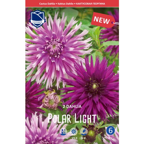 Dahlia, Polar Light
