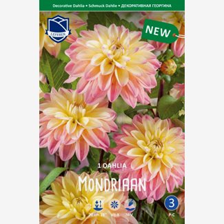 Dahlia, Mondriaan