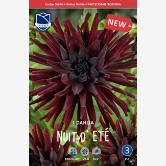Dahlia, Nuit d Ete