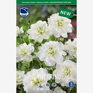 Dahlia, Cantarino