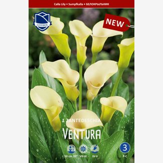 Kalla, Ventura
