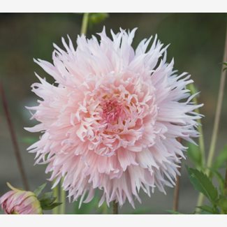 Dahlia, Nadia Ruth I