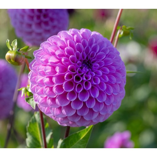 Dahlia, Robann Regal