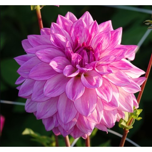 Dahlia, Lake Michigan