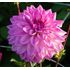 Dahlia, Lake Michigan
