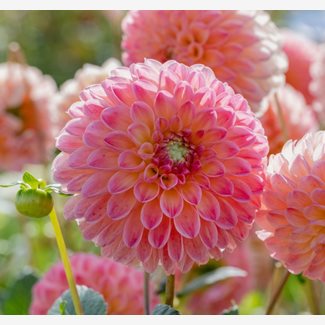 Dahlia, L.A.T.E.