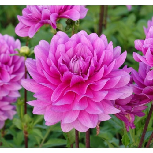 Dahlia, Bluetiful