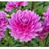 Dahlia, Bluetiful