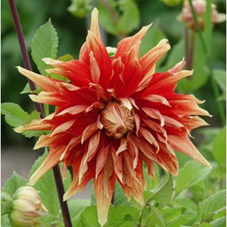 Dahlia, Autumn Sunburst