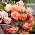 Begonia, Häng, Splendide Apricot