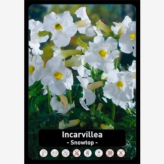 Incarvillea Delavayi, Snowtop - Trädgårdsgloxinia
