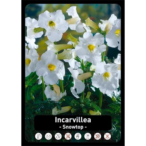Incarvillea Delavayi, Snowtop - Trädgårdsgloxinia