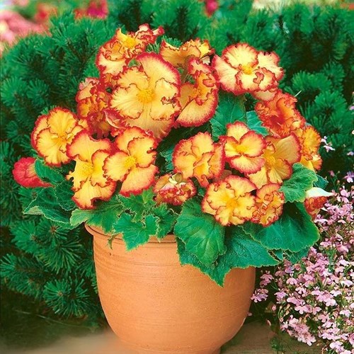 Begonia, Crispa Marginata, Yellow-Red