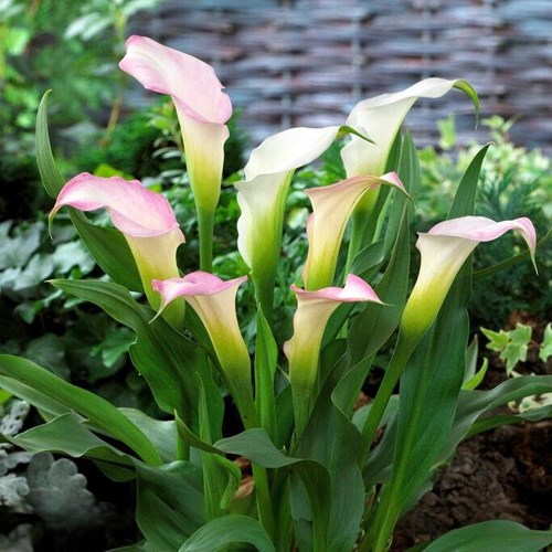 Kalla, Crystal Blush