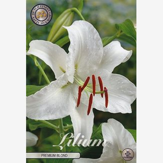 Lilja, Orient, Premium Blond