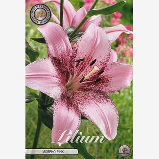 Lilja, Orient, Morpho Pink