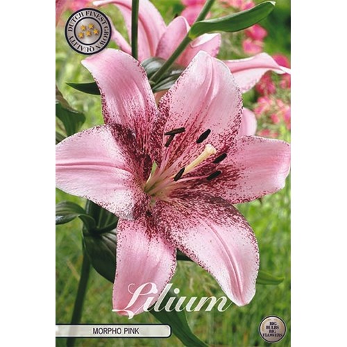 Lilja, Orient, Morpho Pink