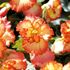 Begonia, Crispa Marginata, Yellow-Red
