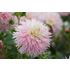 Dahlia, Nadia Ruth I