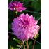 Dahlia, Lake Michigan