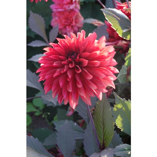 Dahlia, Danique
