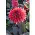 Dahlia, Danique