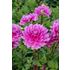 Dahlia, Bluetiful