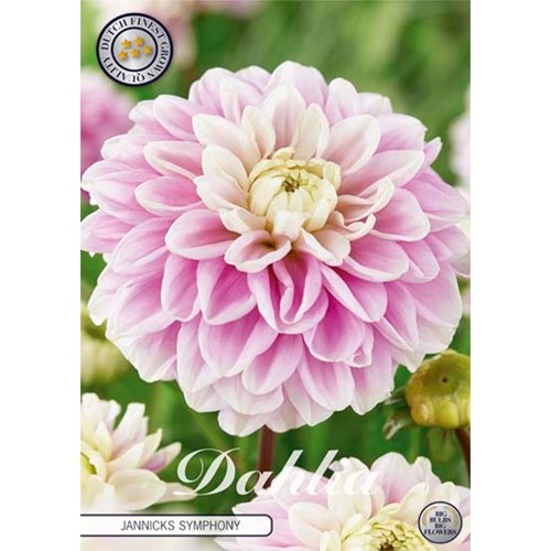 Dahlia, Jannicks Symphony