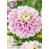 Dahlia, Jannicks Symphony