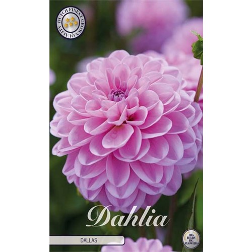 Dahlia, Dallas