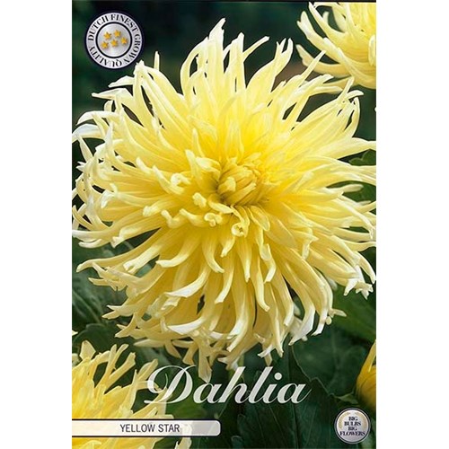 Dahlia, Yellow Star