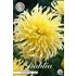 Dahlia, Yellow Star