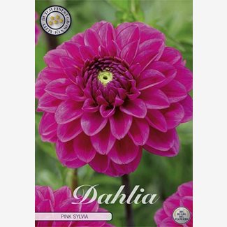 Dahlia, Pink Sylvia