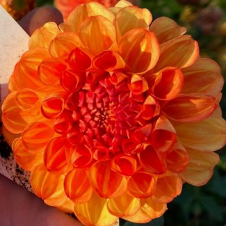 Dahlia, Orange Symphony