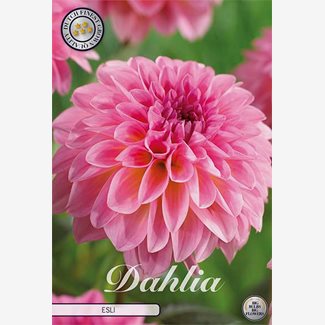 Dahlia, Esli
