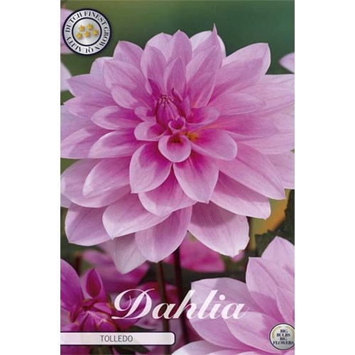 Dahlia, Toledo
