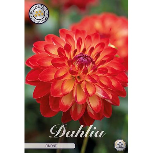 Dahlia, Simone