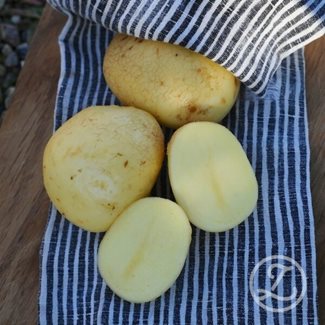 Sättpotatis, Columba, 1 kg