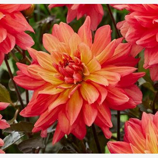 Dahlia, Camelot