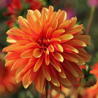 Dahlia, Japlou