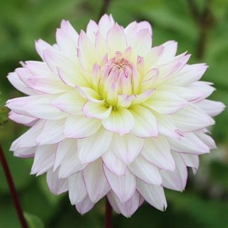 Dahlia, Crazy Love