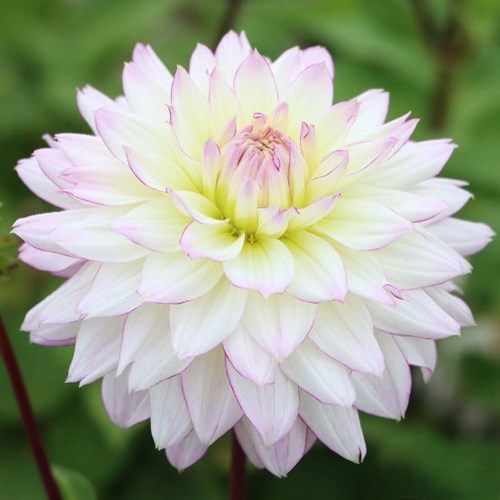 Dahlia, Crazy Love